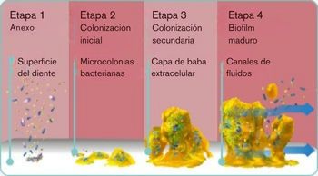 MX-explore-image-oral-care-vap-facts-1